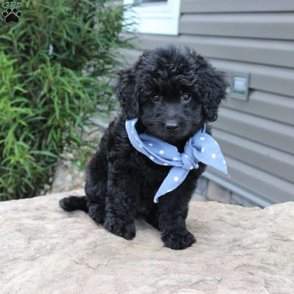 Barley, Mini Goldendoodle Puppy